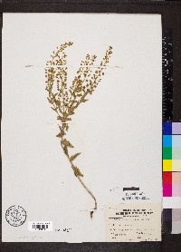 Lepidium campestre image