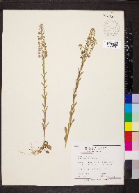 Lepidium campestre image