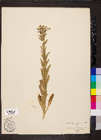 Lepidium campestre image