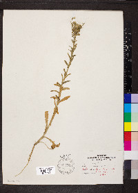 Lepidium campestre image