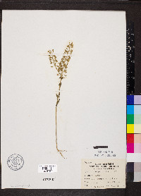 Lepidium campestre image