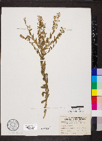 Lepidium campestre image