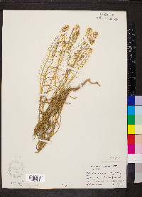 Lepidium alyssoides image