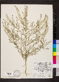 Lepidium densiflorum image