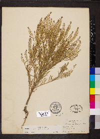 Lepidium densiflorum image