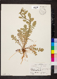 Lepidium densiflorum image