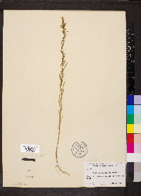 Lepidium densiflorum image