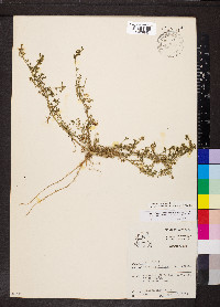 Lepidium didymum image