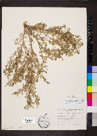 Lepidium didymum image