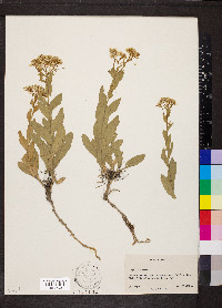 Lepidium draba image