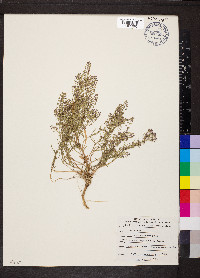 Lepidium montanum var. montanum image