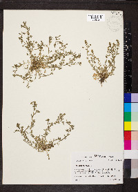 Lepidium oblongum image