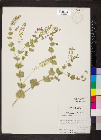 Lepidium perfoliatum image