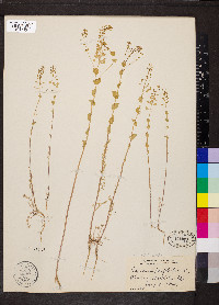 Lepidium perfoliatum image