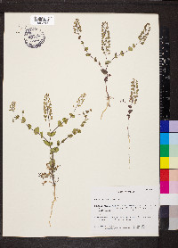 Lepidium perfoliatum image