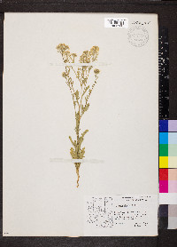 Lepidium thurberi image