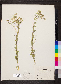 Lepidium thurberi image