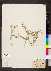 Lepidium didymum image