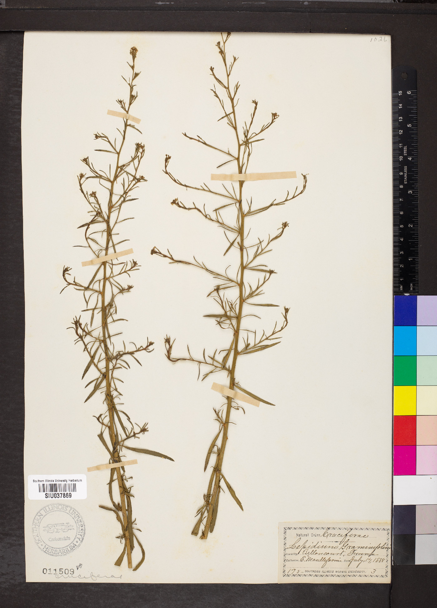 Lepidium graminifolium image