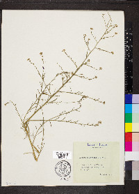 Lepidium graminifolium image