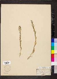 Lepidium heterophyllum image