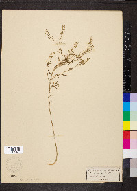 Lepidium ruderale image