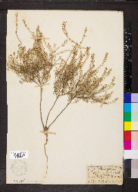 Lepidium ruderale image