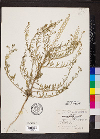 Lepidium oblongum image