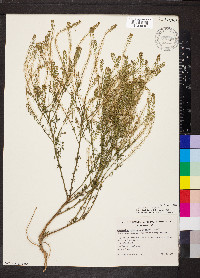 Lepidium africanum image