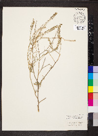 Lepidium africanum image