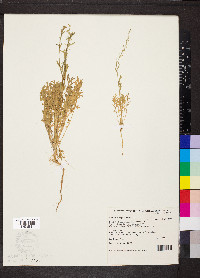 Lepidium sagittulatum image