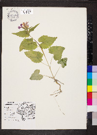 Lunaria annua image