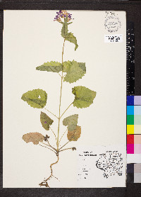 Lunaria annua image