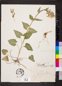 Lunaria annua image