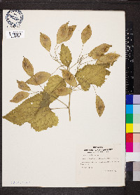 Lunaria rediviva image