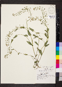 Microthlaspi perfoliatum image