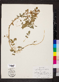Nasturtium officinale var. officinale image