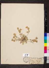 Physaria didymocarpa image