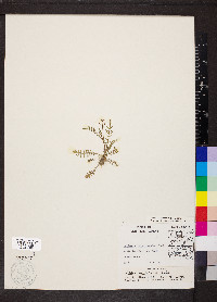 Planodes virginicum image