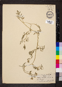 Rorippa sylvestris image