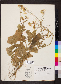 Raphanus raphanistrum image