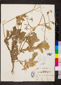 Raphanus raphanistrum image