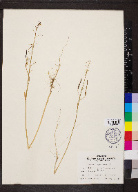 Raphanus raphanistrum image