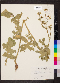 Raphanus raphanistrum subsp. sativus image