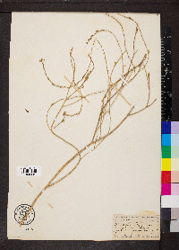 Rapistrum rugosum image