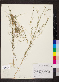 Rapistrum rugosum image