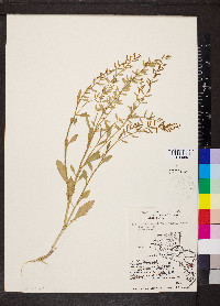 Rorippa sessiliflora image