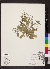 Rorippa sessiliflora image