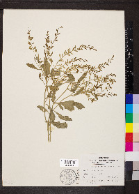 Rorippa sessiliflora image