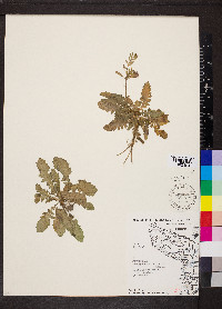 Rorippa sessiliflora image